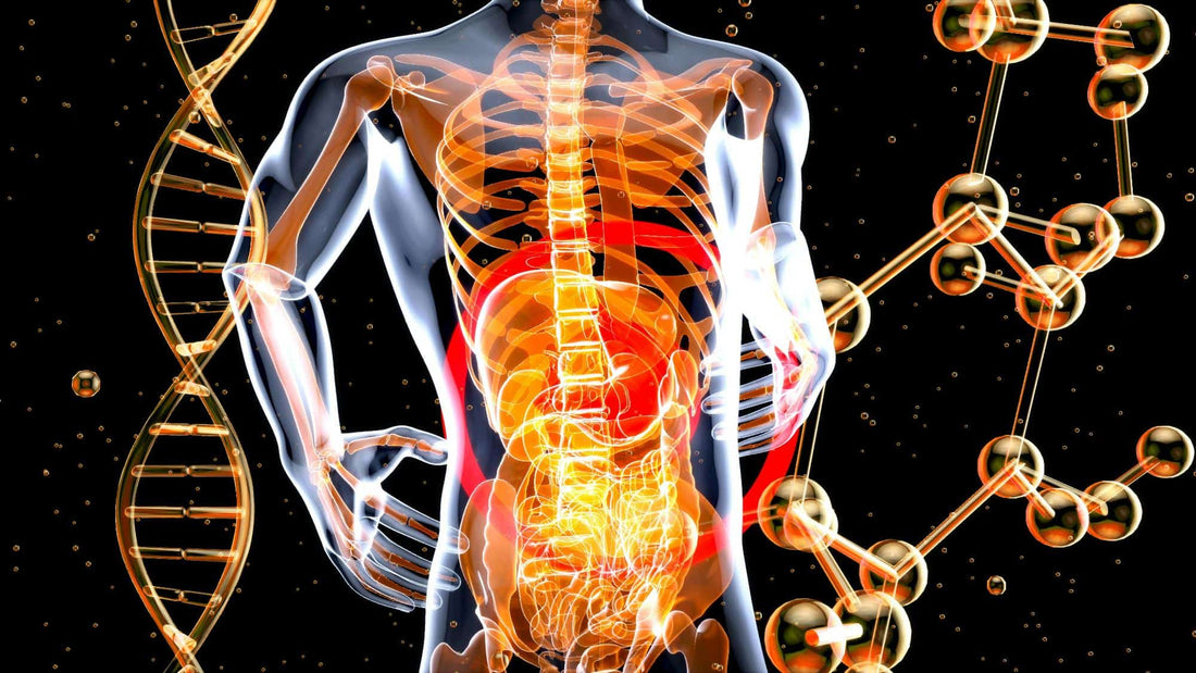 Gut Health Benefits of BOOM Chaga