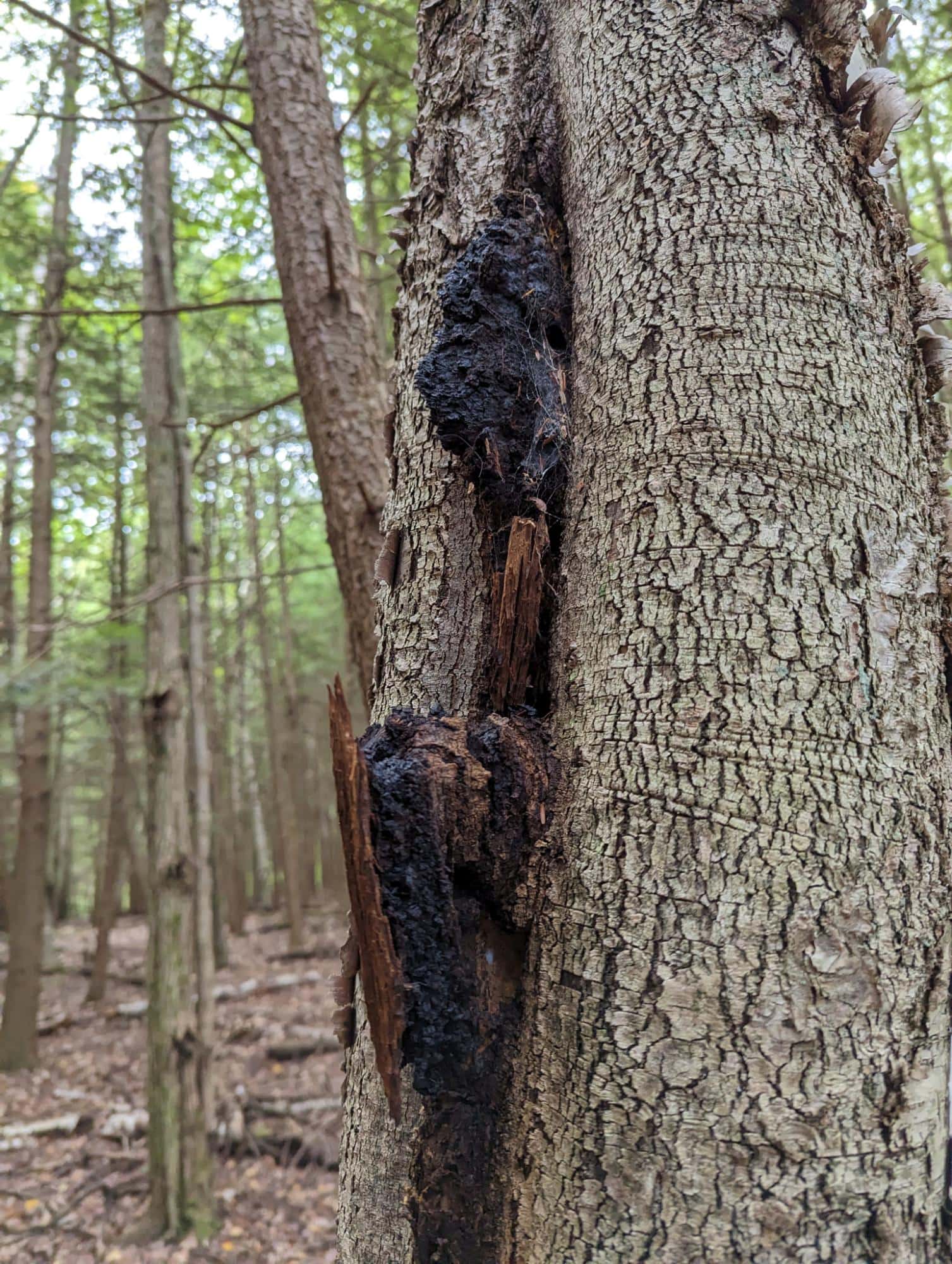 Stress Resilience with BOOM Chaga’s Adaptogenic Intelligence